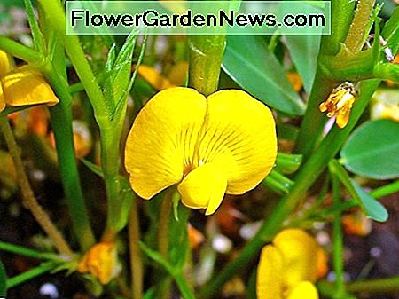 Erdnuss-Blume Peanut Flower