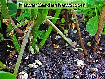 Heringe, die in den Boden wachsen Pegs Growing Into The Soil