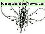 vijge wesp fig wasp