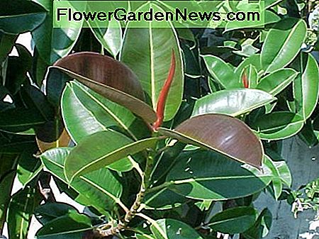 ficus elastica - de rubberplant ficus elastica - the rubber plant