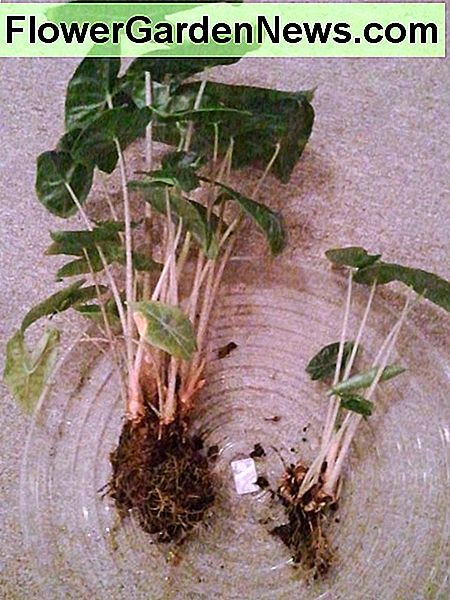 Geteilte Alocasia Divided alocasia