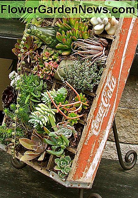 Diese alte Coca-Cola-Kiste hat ein nützliches zweites Leben als Miniatur-Sukkulentengarten. This old Coca-Cola crate has a useful second life as a miniature succulent garden.