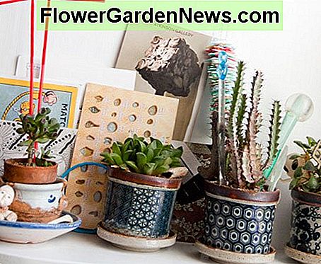 Becher Sukkulenten mit mediterranen Farben sehen gut aus auf einem Schreibtisch oder in einem Arbeitszimmer. Mug succulents using Mediterranean-style colors look great on a desk or in a study.