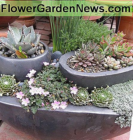 Töpfe in Töpfe zu platzieren, um einen mehrschichtigen Garten zu schaffen, ist eine großartige Idee, wenn man nur wenig Platz draußen hat. Placing pots within pots in order to created a layered garden is a great idea when short on space outside.