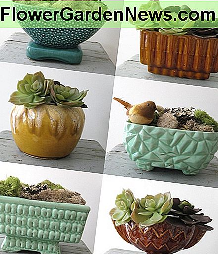 Experimentieren Sie mit verschiedenen farbigen und geformten Pflanzgefäßen, um zu sehen, was um das Haus herum funktioniert. Experiment with different colored and shaped planters to see what works around the house.