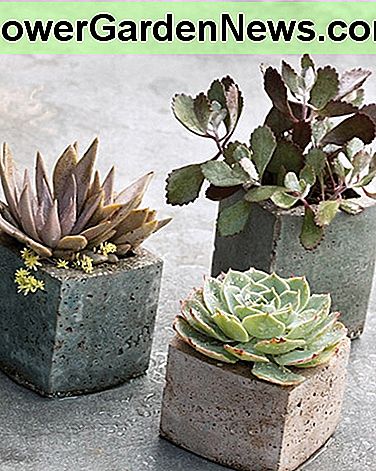 Betonziegel und -rohre machen große saftige Pflanzer. Concrete bricks and tubes make great succulent planters.