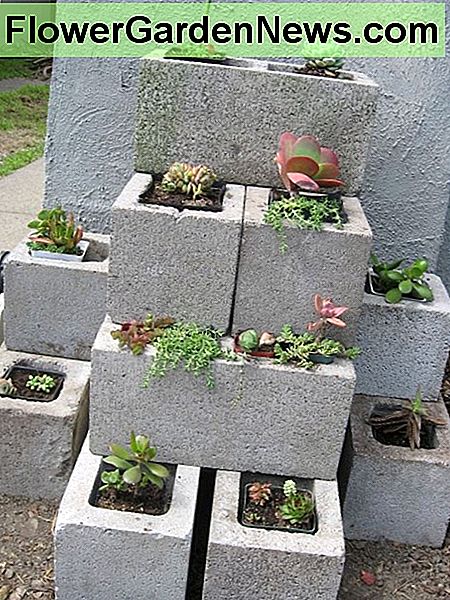 Mehr Beton Ziegel Pflanzer, in Formation angeordnet. Sobald die Sukkulenten größer werden, werden diese ganz nett aussehen. More concrete brick planters, arranged in formation. Once the succulents get bigger, these will look quite nice.