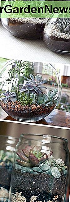 Indoor-Terrarien Sukkulenten Gärten. Wenn es kein Loch gibt, sollte etwas absorbierendes Material in den Boden mit den Kieselsteinen gelegt werden. Indoor terrarium succulent gardens. If there is no hole, some absorbent matter should be put into the bottom with the pebbles/rocks.