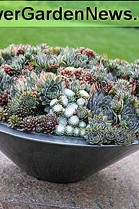 Ein schöner großer Topf gefüllt mit verschiedenen Sukkulentenarten sieht auf einem Deck gut aus. A nice big pot filled with different varieties of succulents looks great on a deck.