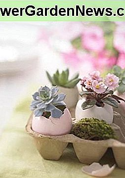 Eierschalen in Eierkartons machen interessante Mini Sukkulenten Pflanzer. Eggshells in egg cartons make interesting mini succulent planters.