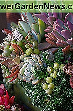 Die Verwendung kontrastierender Kakteen und Sukkulenten in Pflanzgefäßen kann Ihre Einrichtung immens aufhellen. Using contrasting cacti and succulents in planters can immensely brighten your decor.