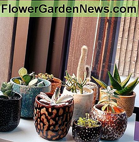 Gemischte Töpfe bringen Farbe in jeden Raum! Mixed pots add colour to any room!
