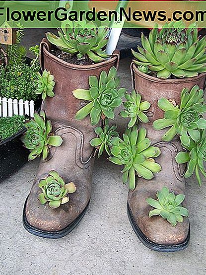 Anstatt alte Stiefel auszuwerfen, recyceln Sie sie als saftige Pflanzer! Rather than throw out old boots, recycle them as succulent planters!
