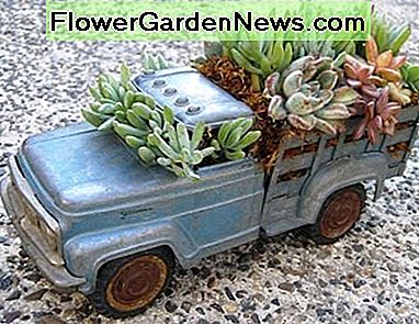 Ein ungewöhnlicher saftiger Pflanzer, der aus einem Spielzeugauto gemacht wird. An unusual succulent planter made out of a toy vintage car.
