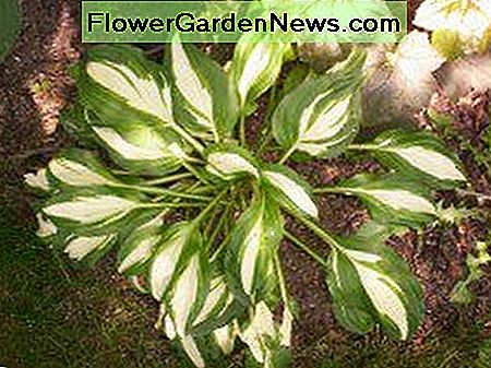 Kaip parodė ši hosta, augalas turi platų lapų dydį, formos ir spalvų įvairovę. As this hosta shows, the plant comes with a wide variety of leaf size and shape and color variations.