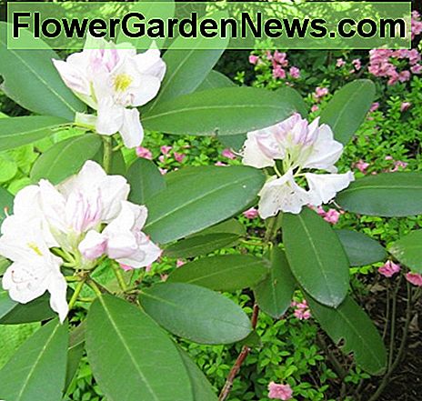 Rhododendron und Azaleen aus meinem Garten, beide Stauden. Azaleen sind sommergrün (rosa Blüten rechts), Rhododendren haben schöne Blüten im Frühjahr und bleiben das ganze Jahr über grün, was auch in den kältesten Wintermonaten für eine tolle Textur und Farbe sorgt. Rhododendrons and azaleas from my yard, both perennials. Azaleas are deciduous (pink flowers on right), rhododendrons have beautiful flowers in spring, and stay green all year long, providing great texture and color also in the coldest winter months.