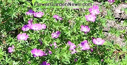 Viele Arten von Geranien sind ausgezeichnete mehrjährige Bodendecker. Diese wachsen und blühen jeden Sommer in meinem Garten. Many types of geraniums are excellent perennial ground covers. These grow and bloom every summer in my yard.
