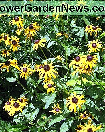 Black-eyed-Susan aus meinem Garten, eine selbst säende Biennale. Black-eyed-Susan from my garden, a self-seeding biennial.