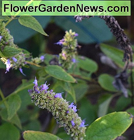 Agastache oder Kolibri-Minze geht zu Samen. Agastache or Hummingbird Mint goes to seed.