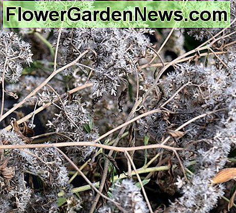 Joe Pye Weed - das Dekor mit essfertigen Samen. Joe Pye Weed - the decor with ready to eat seeds.