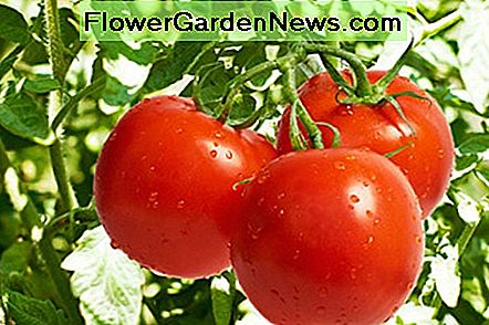 Glücklich wachsen! Ich hoffe, du hast eine reiche Ernte! Happy Growing! I hope you have a plentiful harvest!