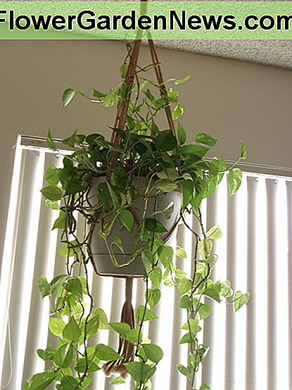 ถ้าคุณชอบงานหัตถกรรมคุณจะสามารถแขวน Macrame ได้ง่ายเช่นนี้เพื่อเพิ่มความสูงให้กับโรงงานของคุณ If you like crafts, it's easy to macrame hangers like this one to add height to your plants.