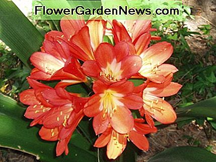 ดอกไม้ที่สดใสเช่น amaryllis นี้สามารถทำให้ห้องมีชีวิตชีวาขึ้นได้ แต่ต้องสว่างไสว Bright flowers like this amaryllis can really liven up a room - but they need to be in bright light.