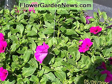 Ein rosa Wellenpetunienkorb, der gerade anfängt zu blühen. Beachten Sie das tiefgrüne Laub. A pink wave petunia basket just beginning to bloom. Notice the deep green foliage.