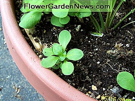 Dies ist ein kleiner Sämling aus Samen, der aus einer reifen Pflanze aus der vergangenen Saison fiel. This is a small seedling from seeds that dropped out of a mature plant from the season past.
