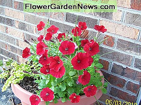 Dies sind die Blüten, die von den Pflanzen stammen, die aus Samen entstanden sind, die letzte Saison von den Pflanzen fielen. This is the blooms that came from the plants that developed from seeds that dropped from plants last season.