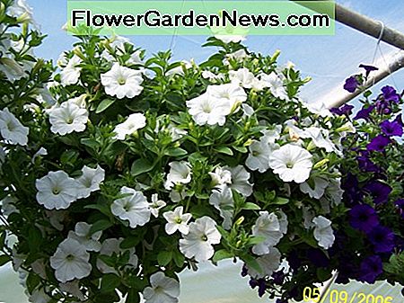 Dies ist ein weiterer weißer Wellen hängender Korb. Diese Pflanzen wurden jeden Tag mit einem wasserlöslichen Dünger bewässert. This is another white wave hanging basket. These plants were watered each day with a water soluble fertilizer.