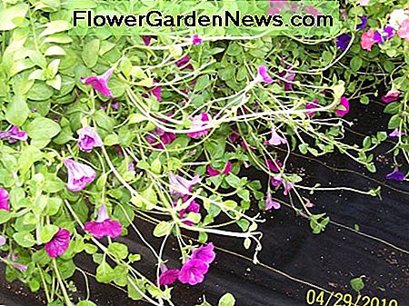 Beispiel einer Wellenpetunie nicht richtig eingeklemmt. Notie die langen, schlaksigen Zweige, die die Pflanze dazu bringen, asymmetrisch zu sein. Example of a wave petunia not pinched correctly. Notie the long, lanky branches that cause the plant to be asymmetrical.