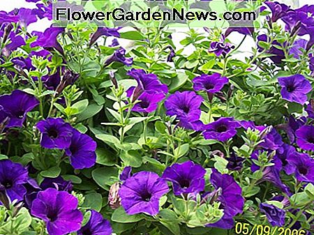 Ein purpurroter Wellenpetunienkorb. A purple wave petunia basket.