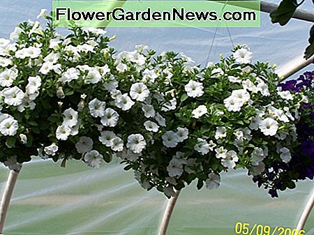 Weiße Wellen Petunien in hängenden Körben. White wave petunias in hanging baskets.