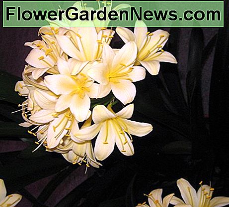 Mooi clivea met gele bloei bij de de Bloemvertoning 2017 van Philadelphia Beautiful clivea with yellow blooms at the Philadelphia Flower Show 2017
