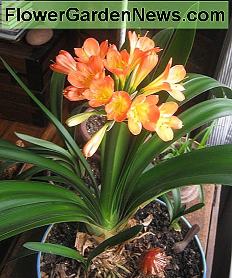 Clivea-bloemen hebben een lichtgevende kwaliteit. Clivea flowers have a luminous quality.