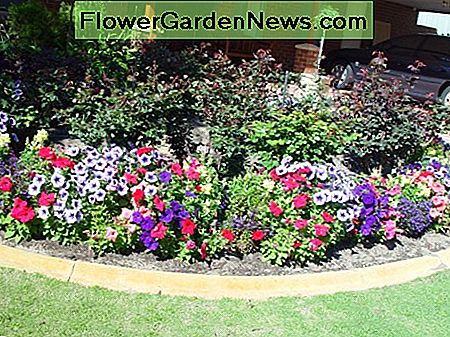 Ein kleiner Garten mit mehrjährigen Blumen umgeben von den jährlichen Blumen A Small Garden with Perennial Flowers Surrounded by Annual Flowers