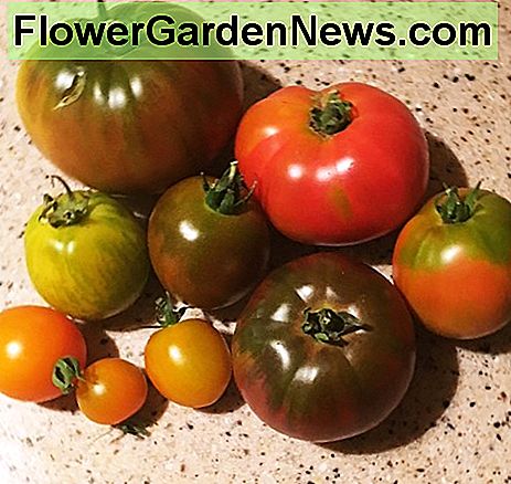 Eine Auswahl von homegrown Heirloom Tomatensorten A Selection of Homegrown Heirloom Tomato varieties