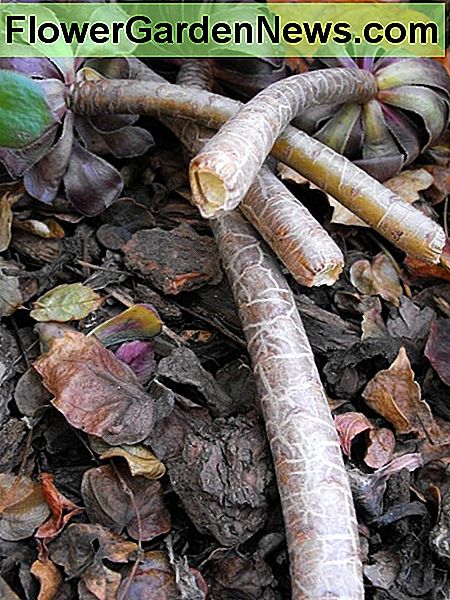 Suckulenta stammar redo för plantering. Succulent stems ready for planting.