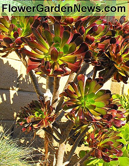 Moderplantan av alla aeoniumfoton pÄ den hÀr sidan Mother Plant of all aeonium photos on this page