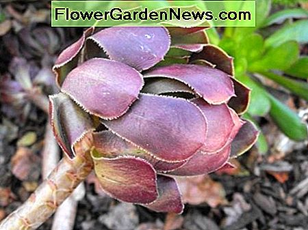aeonium arboreum atropurpurem aeonium arboreum atropurpurem