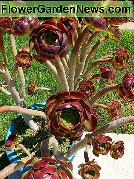 Under sommaren kommer rosetterna att vara tÀtt och mindre. During the summer the rosettes will appear tight and smaller.