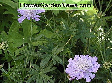 Scabiosa Scabiosa