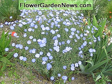 Vaste plant vlas Perennial Flax
