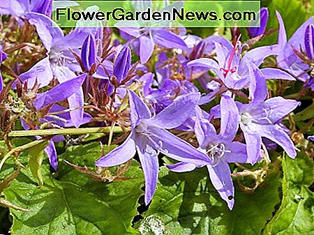 Campanula (Bellflower) Campanula (Bellflower)