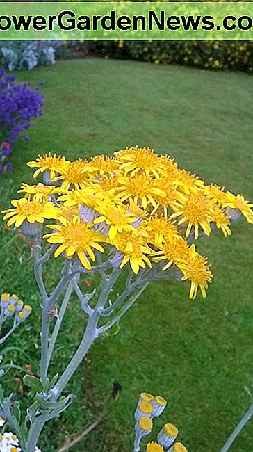Silver Ragwort (Dusty Miller). Ik verzamelde wat zaad van de kust en kweekte ze in mijn tuin. Silver Ragwort (Dusty Miller ). I collected some seed from the seaside and grew them in my garden.