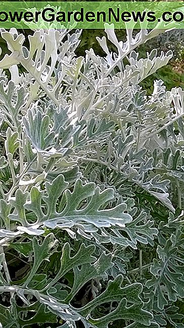 Mooie zachte, zilveren bladeren van zilveren Jakobskruiskruid Nice soft, silvery leaves of silver ragwort