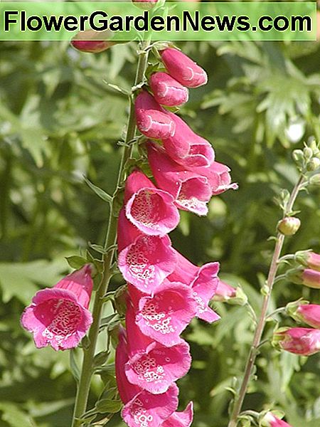 Foxgloves Foxgloves