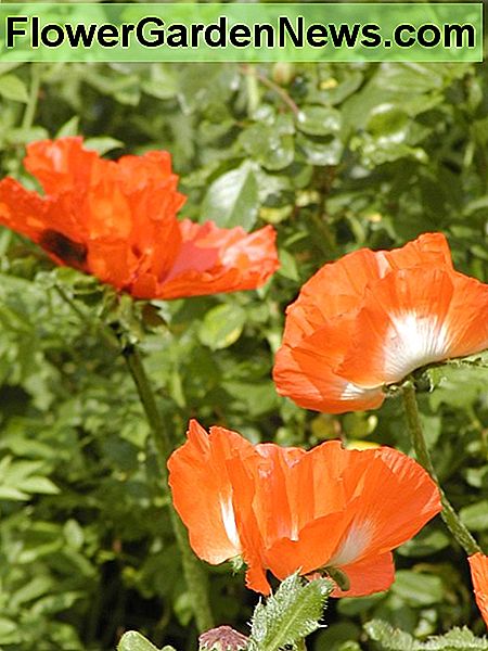 Oosterse klaprozen Oriental poppies