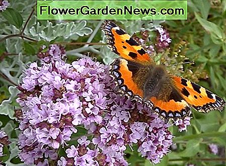 Oregano Oregano